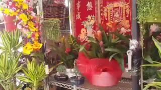 What You Can Do to Bring Good Luck to the Chinese Rooster Year.