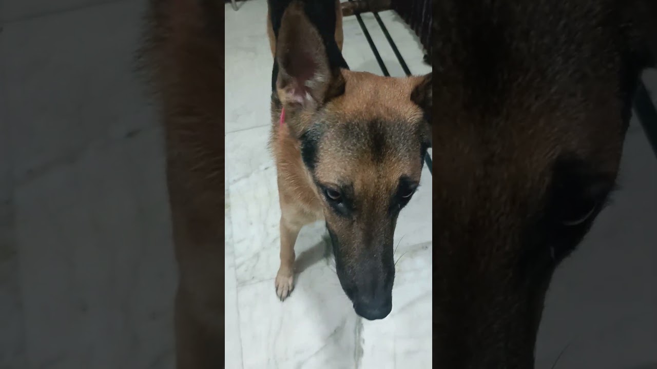 #gsd #dog #germanshepherd #shorts #video #puppy #gsd puppy