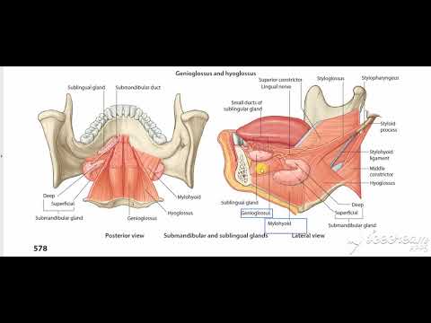 Hyoglossus muscle relations