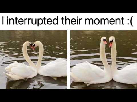 Wholesome Memes