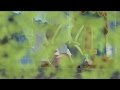 Skunk Fart 7D