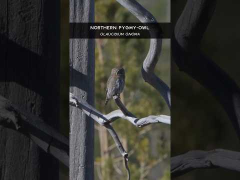 Kuvíček gnoma — Mountain Pygmy-Owl