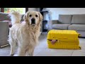 Playing Hide And Seek With My Dog Suitcase Challenge