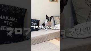 プロフェッショナルなフレブル
