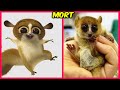 All Hail King Julien Real Life