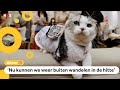 Lekker koel: ventilator-jasje voor Japanse honden en katten
