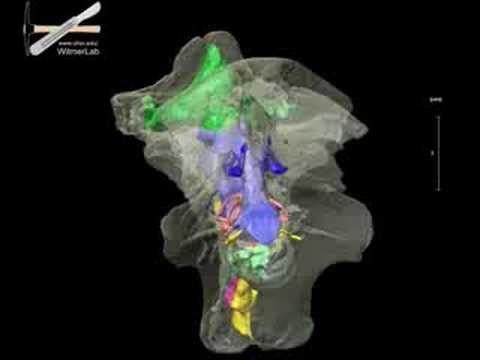 WitmerLab: Majungasaurus Braincase Morphology