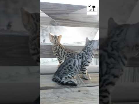 download lagu mp3 mp4 Palmetto Bengals, download lagu Palmetto Bengals gratis, unduh video klip Palmetto Bengals