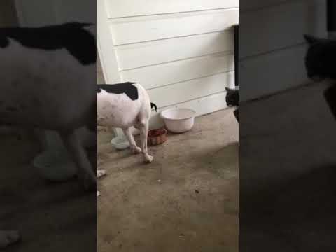 Pit bull shares with cat