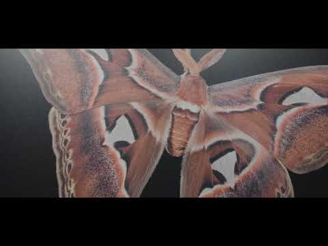 Hochstapler, Schnüffler, Trunkenbolde und andere verrückte Schmetterlinge