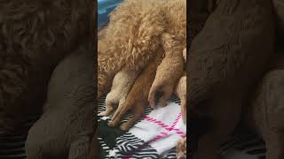 Video preview image #2 Goldendoodle Puppy For Sale in CONWAY, SC, USA