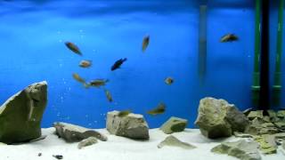 Petrochromis trewavasae y Tropheus Bulombora F1