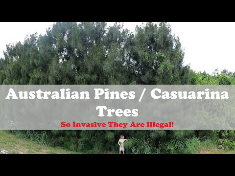 Australian Pines / Casuarina Trees - So invasive they are illegal!