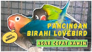 Download lagu SUARA LOVEBIRD KAWIN 100% AMPUH LANGSUNG BIRAHI mp3