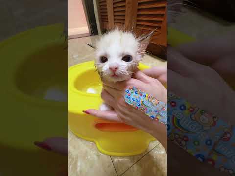 Bath Time for a 2-Month-Old Ragdoll Kitten! 🐱🛁 #RagdollKitten #KittenBath #CatGrooming #CutePets