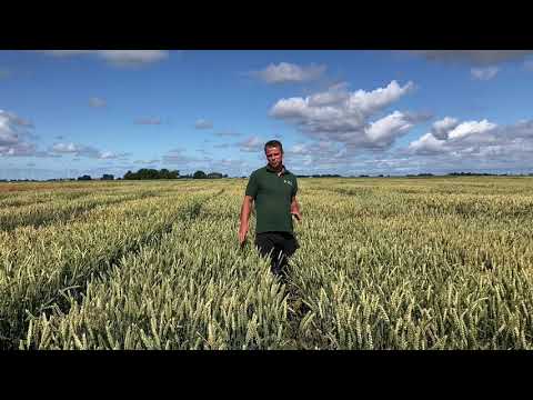 Landessortenversuch Winterweizen Digitaler Feldtag LKSH