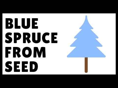 How to Grow Blue Spruce From Seed