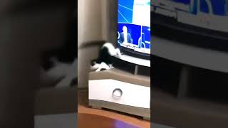 Download lagu meme tiktok kucing ngakak jedag jeduk dj papipapipap mp3