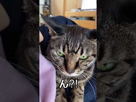 撫でられてない事に気づくまでの間が🤭　#猫好き #癒し　#cats