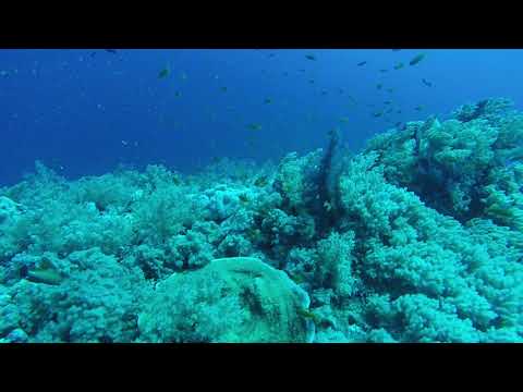 Peter Talentfrei beim Tauchen mit einer eleganten Schildkröte
