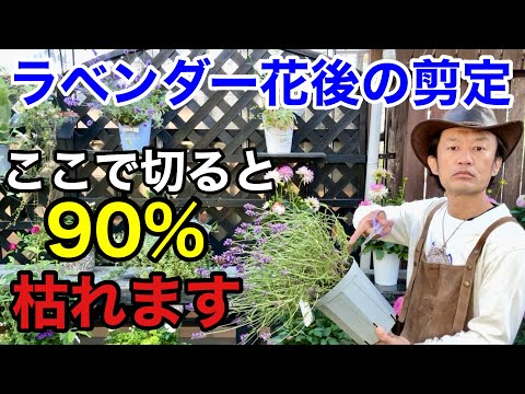 ラベンダーは咲いていませんか?これらが理由です 植物