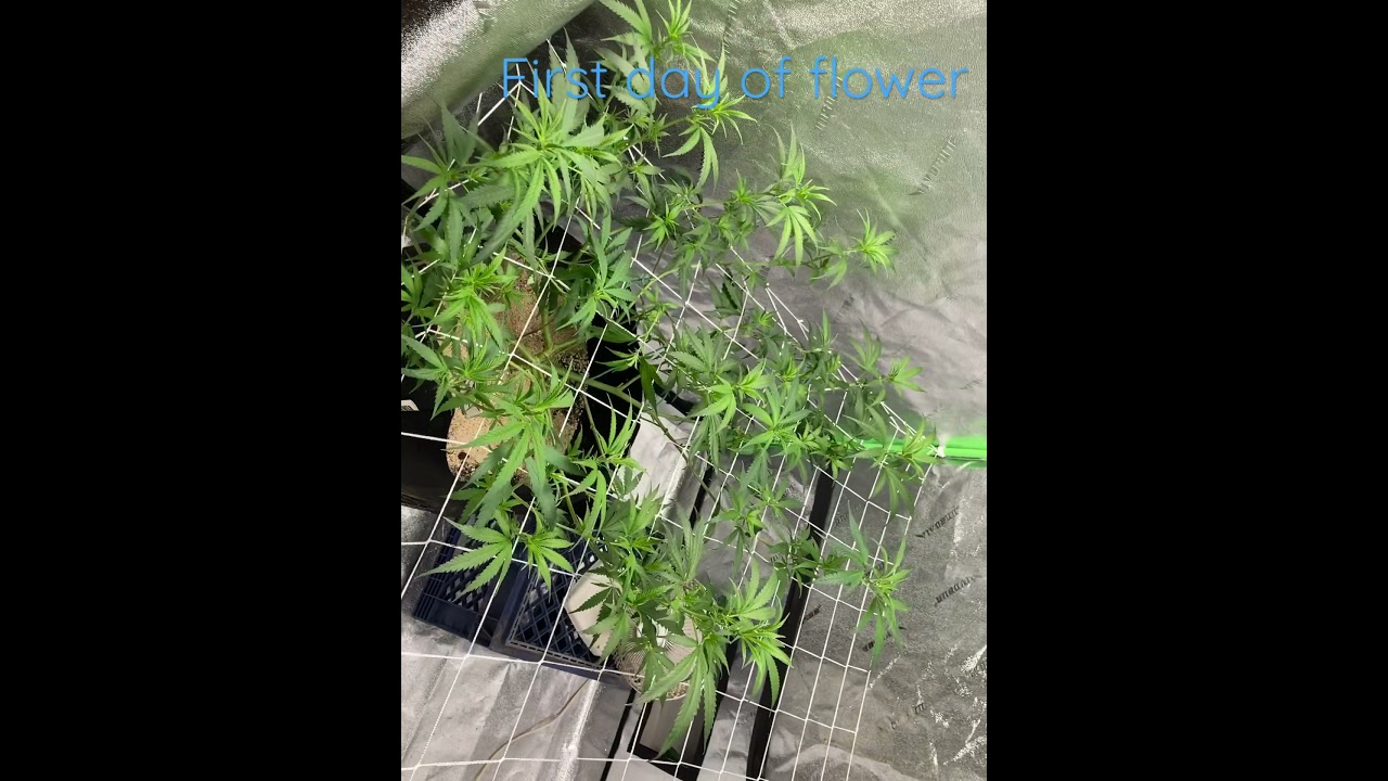 Black Jack ( veg from clone)