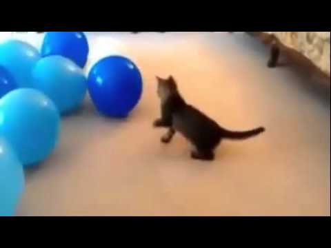 Kedilerin balonlarla imtihanı