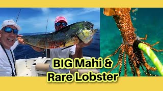 How to Catch BIG Mahi Mahi & Florida Spiny Lobster | Key Largo Offshore