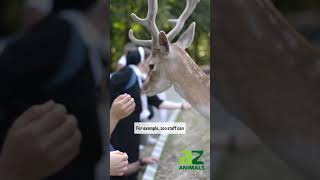 What Can Animal Droppings Reveal About Wildlife Health And Behavior?