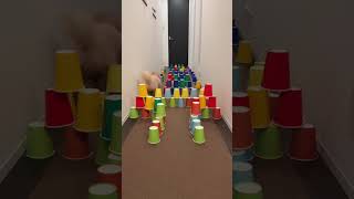 Dog runs!🐶Part15 #shorts