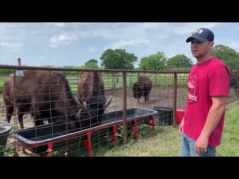 image-What are small bison called?