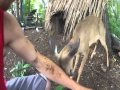 Deer Gone Wild