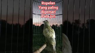 Download lagu ropelan paling enak didengar. #trucukangacor #trucukanropel #kicaumania #trucukanropelpanjang mp3