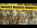 WHAT IS MAGGOTS LARVA OF COMMON FLY