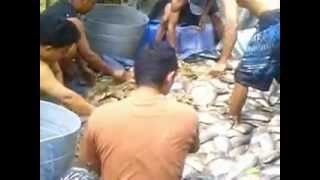 preview picture of video 'Gourami Harvest in Tulungaung'
