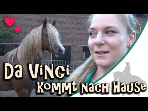 Da Vinci kommt nach Hause - Ich hole meinen 2. selbstgezogenen Hengst in den Stall