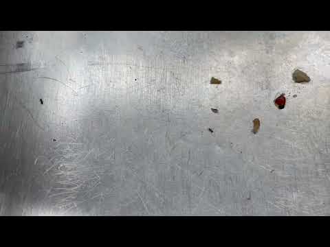 A Sink Full of Ants in Morganville, NJ