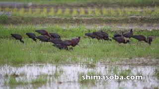石垣島にブロンズトキ19羽参上!!(動画あり)