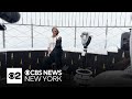 Westminster Best In Show Winner Monty The Giant Schnauzer Tours NYC