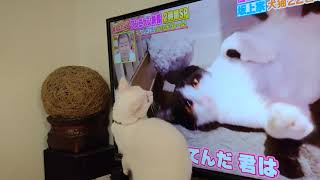 坂上どうぶつ王国見てるあめち