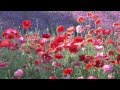 "The Impossible Dream" - ( Elvis Presley ) 