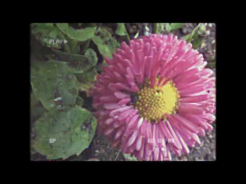 NEW VIDEO: Orions Belte - "Jai Alai"