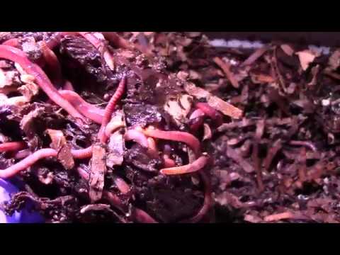 European Nightcrawlers:  Mid-Week Feeding Update