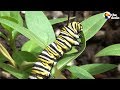 How A Caterpillar Becomes A Butterfly The Dodo