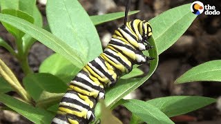 How A Caterpillar Becomes A Butterfly | The Dodo