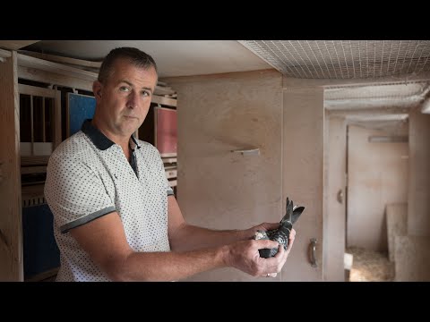 National winners ZLU 2020: Agen Yearlings -Marc Gielen, Maasbree