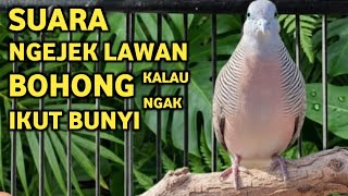 Download lagu Perkutut Lokal Gacor Suara Besar Pancingan Burung Perkutut Agar Cepat  Bunyi (99% AMPUH) mp3