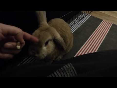 Kaninchen (18.11.16) 02 Maggy; Jimmy 6.Geburtstag