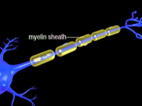 Continuous and Saltatory Propagation Video Clip