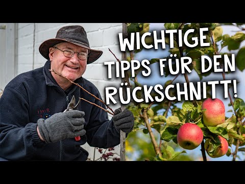 How to properly prune an apple tree ✂️ - Tips and tricks for a clean cut